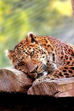 0ce4n-g0d:  chilled leopard | Matthias