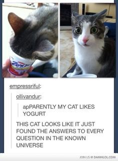 Porn photo itsstuckyinmyhead:  Cats and Tumblr Photoset