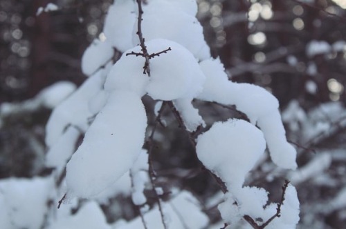 #snow #cold #winter #frozen #ice #white #nature #forest #tree #canoneos1300d #spain #nacimientodelri