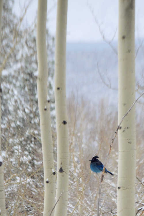 Stella. Steller’s jay. Summit County, Colorado. Photos by Amber Maitrejean