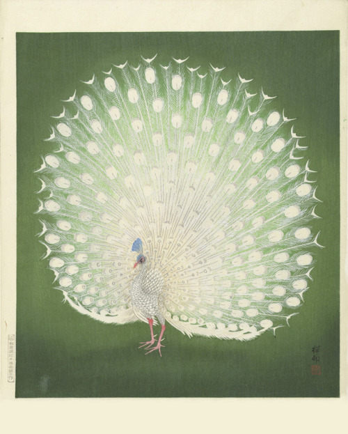 Ohara Koson, Peacock, 1925-1936. Colour woodcut. Japan. Via Rijksmuseum