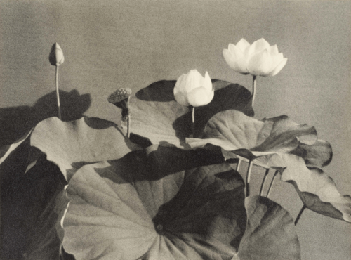 gacougnol:Teiko ShiotaniLotus Flower1935