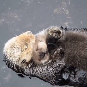 blackbirdsandwhitefoxes:  I can’t resist otters! 