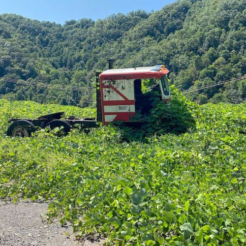 September 6, 2020. “Buried in Kudzu”. This cabover truck was completely taken over by the Kudzu vine