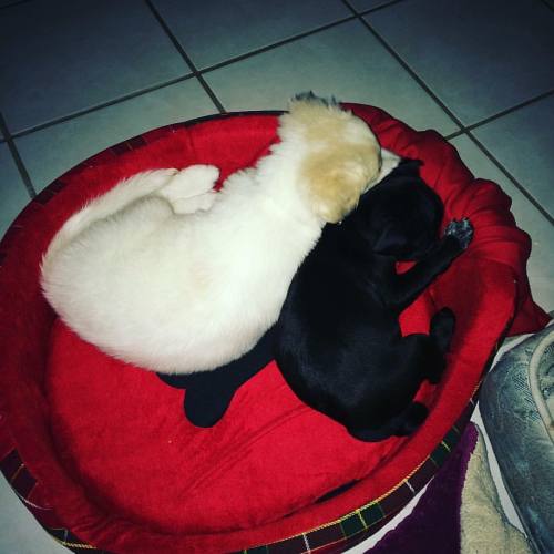 Ellas ❤️ #puppiesmakemehappy #puppies #puppylove #choco #cleotilde #chocolata #pug #criollo #criollo