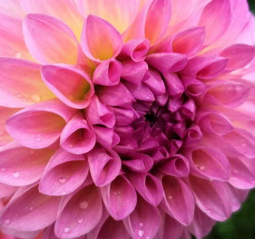 Pink dahlia