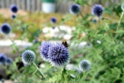 fuckingbizarre:  Cute bee in my garden ✾◕