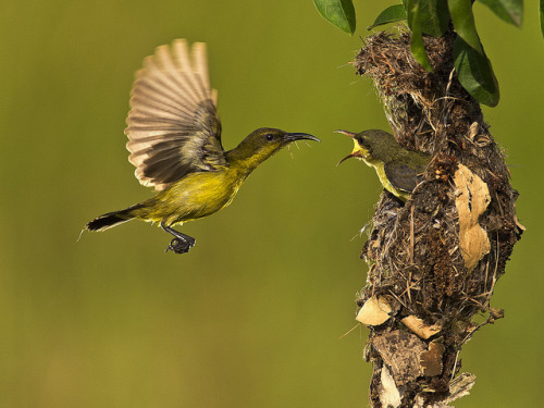 Olive Backed Sunbird - Female by yanen31 on Flickr.