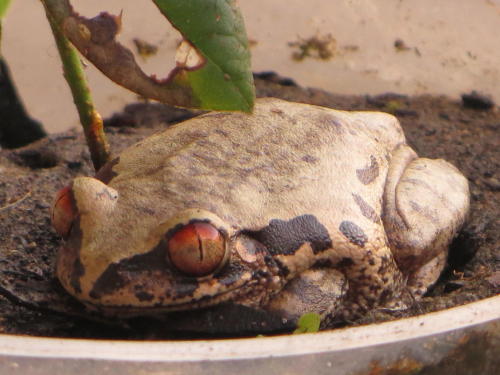 I know it’s hard to see past their expert camouflage, but there’s a Natal forest tree frog [Leptopel