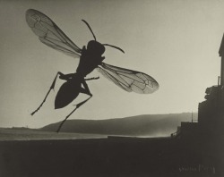 Hauntedbystorytelling:  Man Ray :: Untitled, 1935-1936, Gelatin Silver Print. The