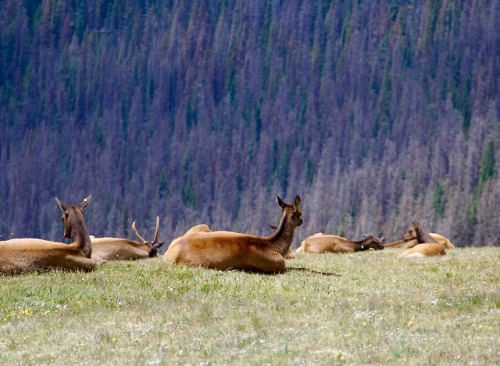 Porn Pics earlandladygray:The Continental Divide at