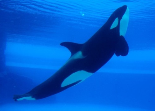 Gender: MalePod: N/APlace of Capture: Born at SeaWorld of FloridaDate of Capture: Born August 25, 20