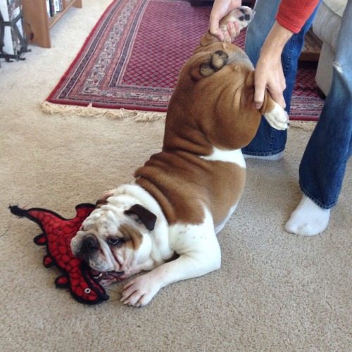 English Bulldog Love