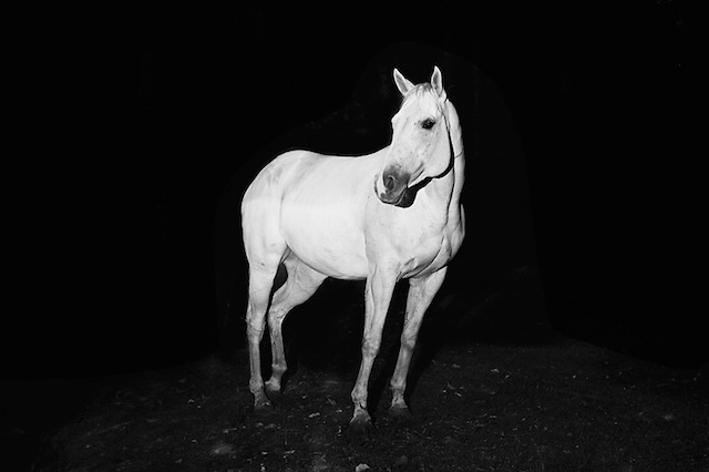 culturenlifestyle:  Impressive Animal Portraits by Troy Moth Photographer Troy