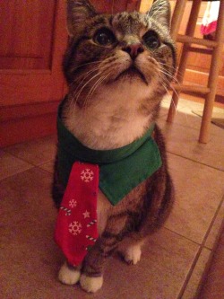  My cat is a female gentleman for christmas