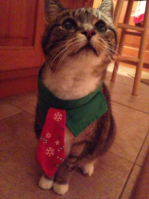  My cat is a female gentleman for christmas 