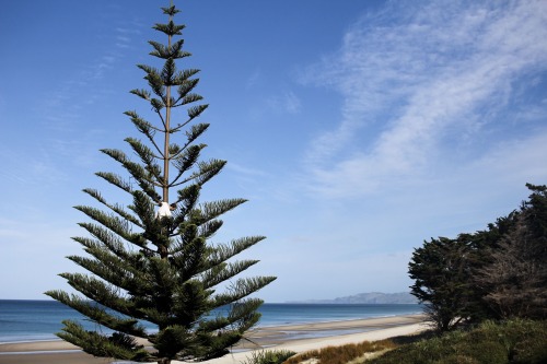 Te Arai Beach, about an hour north of Auckland, NZ. White sands and pine forests surrounded by typic