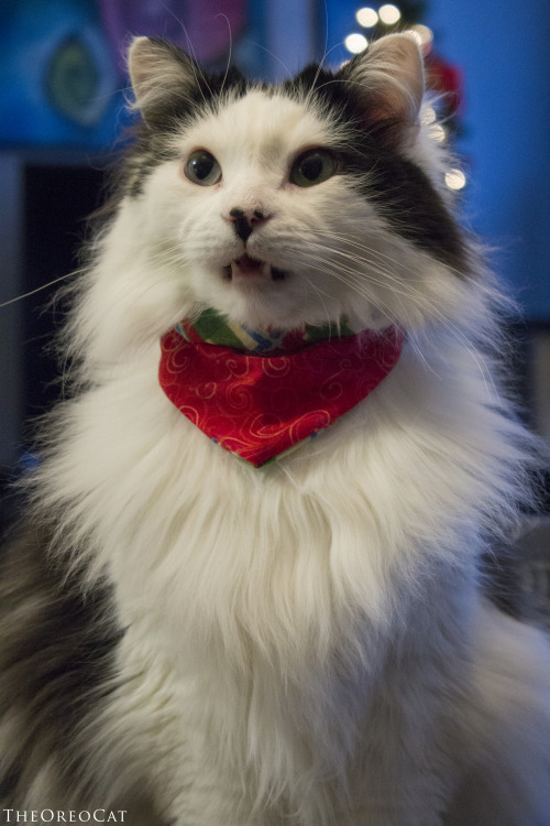 theoreocat:“One day I caught myself smiling for no reason. Then I realized I was thinking of lasagna