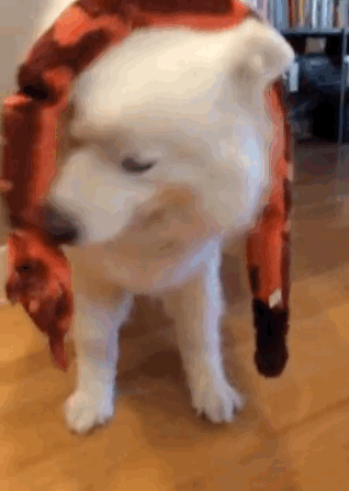 skookumthesamoyed:  How are you going to get Snakey the Snake off your head? I don’t