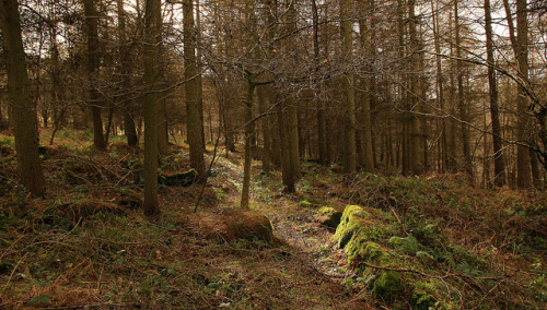 Rough Wood by Derbyshire Harrier on Flickr.