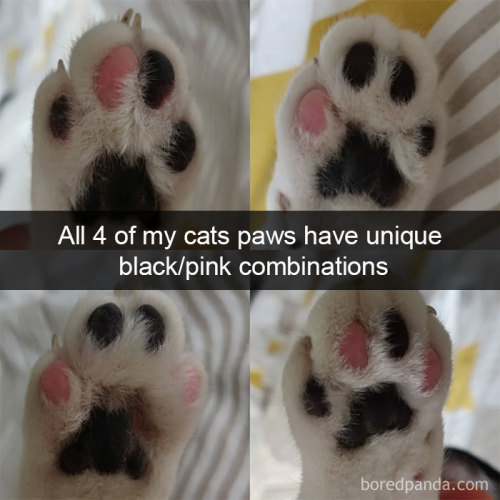 iidigestive-readerii: awesome-picz: Hilarious Cat Snapchats That Will Leave You With The Biggest Sm