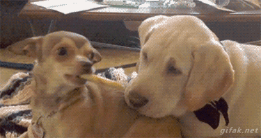 funny-gif-1:  Other Funny Gİfs http://funny-gif-1.tumblr.com/