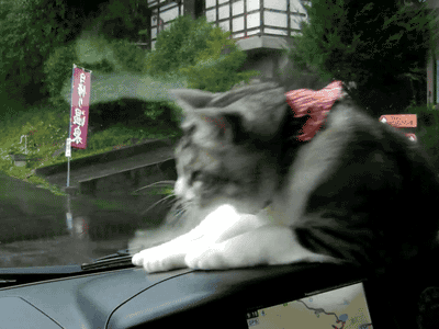 darylfranz:  「ねこ Vs ワイパー」 その激しすぎる戦いの結末や如何に！？ - ぁゃιぃ(*ﾟーﾟ)NEWS 2nd 