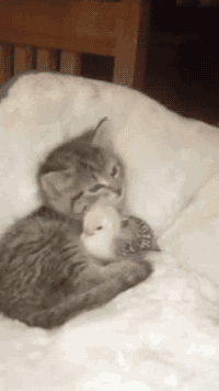 thebestoftumbling:kitty bathing his chick friend  mds que fofura