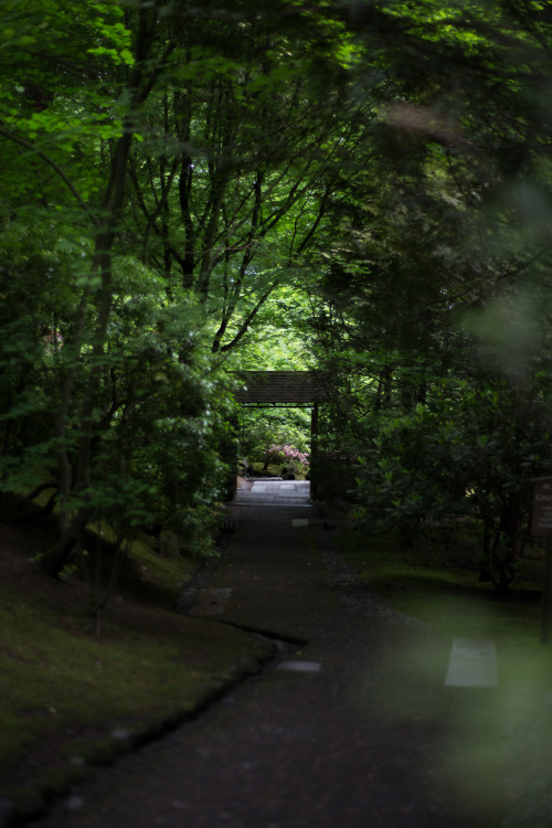 lobo-de-luna:Portland Japanese Garden5-19-14