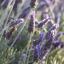 lavender-femme-love