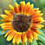 sunflower1me