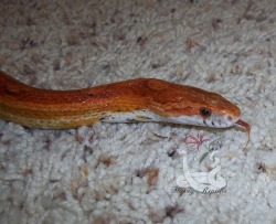 i-m-snek:   A fresh shed from the guy I’ve had the longest! Dante was my first snake, and is absolutely sweet. And pretty too! :P  