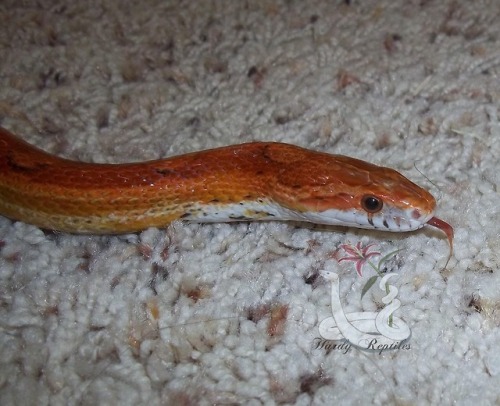 Porn Pics i-m-snek:   A fresh shed from the guy I’ve