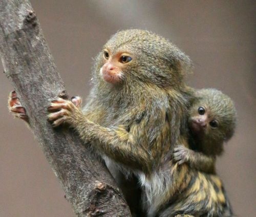 cool-critters: Pygmy marmoset (Cebuella pygmaea)The pygmy marmoset is a small New World monkey nativ