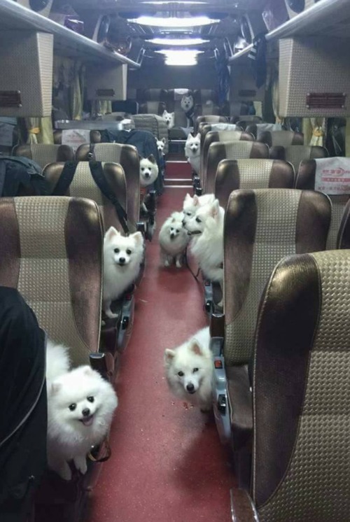 awwww-cute:All aboard! (Source: http://ift.tt/2guPuyA)