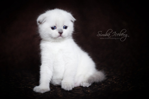 Simba Iceberg Hera ❤ Scottish Fold blue point kitten is 31 days old (d.o.b. 25.03.2017)