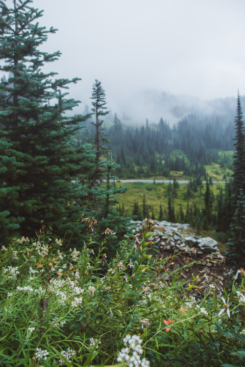 millivedder:Meadows at Mount Rainier National ParkPrint Shop