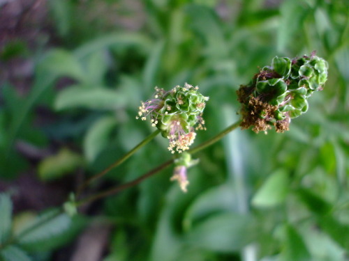 Sanguisorba annuua