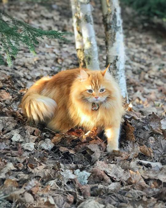 blaquestbird: aww-so-pretty:   This Siberian cat is a majestic forest king. 😍🌳    It’s like a little baby lion 