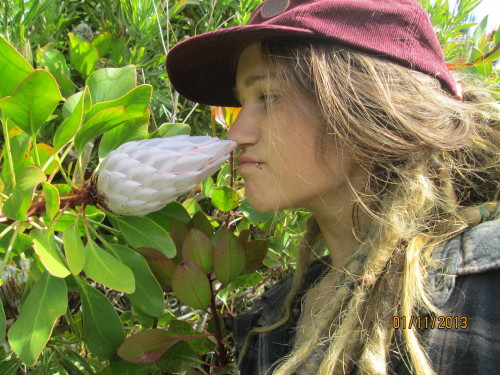 gardening with proteas in aotearoa &lt;3 &lt;3 flower farm livin yoooo