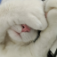 kitcow