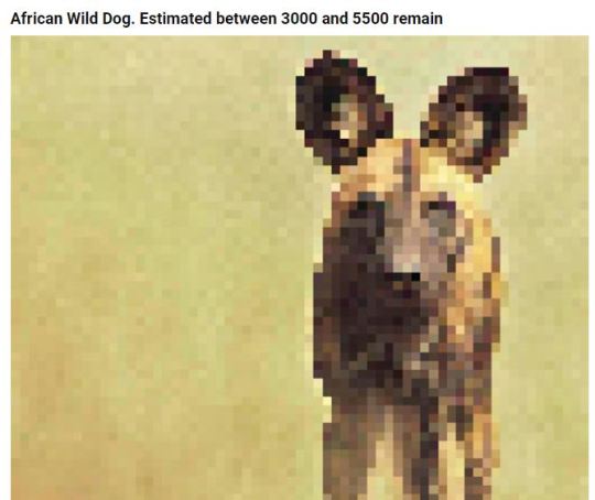 These Pics Are Composed Of As Many Pixels As There Are Animals Still Alive In These Species