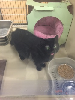 gestaltered:  awwww-cute:I volunteer at a shelter and one of the cats there makes this face at people  it is beauty, it is grace, look at this fucking face