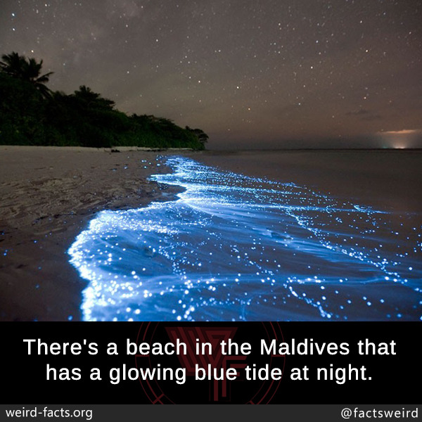 mindblowingfactz:  There’s a beach in the Maldives that has a glowing blue tide