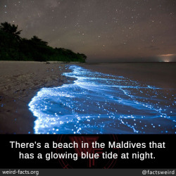 mindblowingfactz:  There’s a beach in the Maldives that has a glowing blue tide at night.