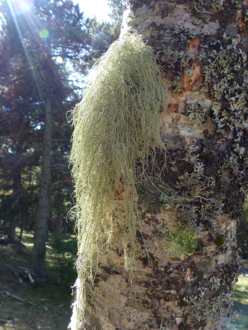 Lichens on a birch