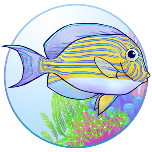 Tangs, also known as surgeonfish because of the sharp scalpel they wield near the end of their tail,