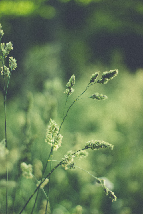 rabbitinthemeadow:Lay me down by the waterWhere the Alder trees grow heavy and green// Part 2