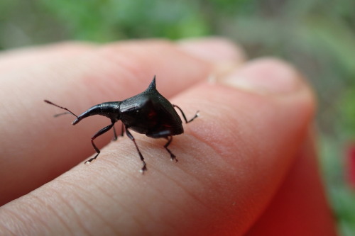 onenicebugperday:Two-spined weevil, Nyxetes bidens, Curculionidae Found only in New ZealandPhot