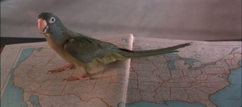 thecassafrasstree: pepperandpals: Birds in Media: Paulie from the film Paulie “There are thing